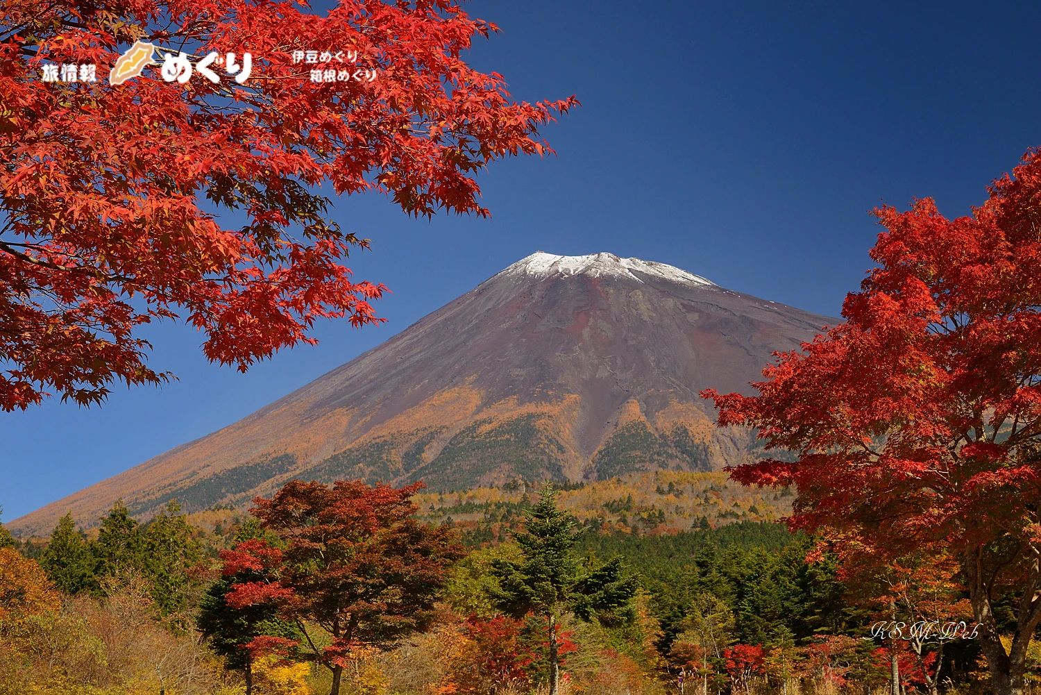 富士山南麓の紅葉の写真