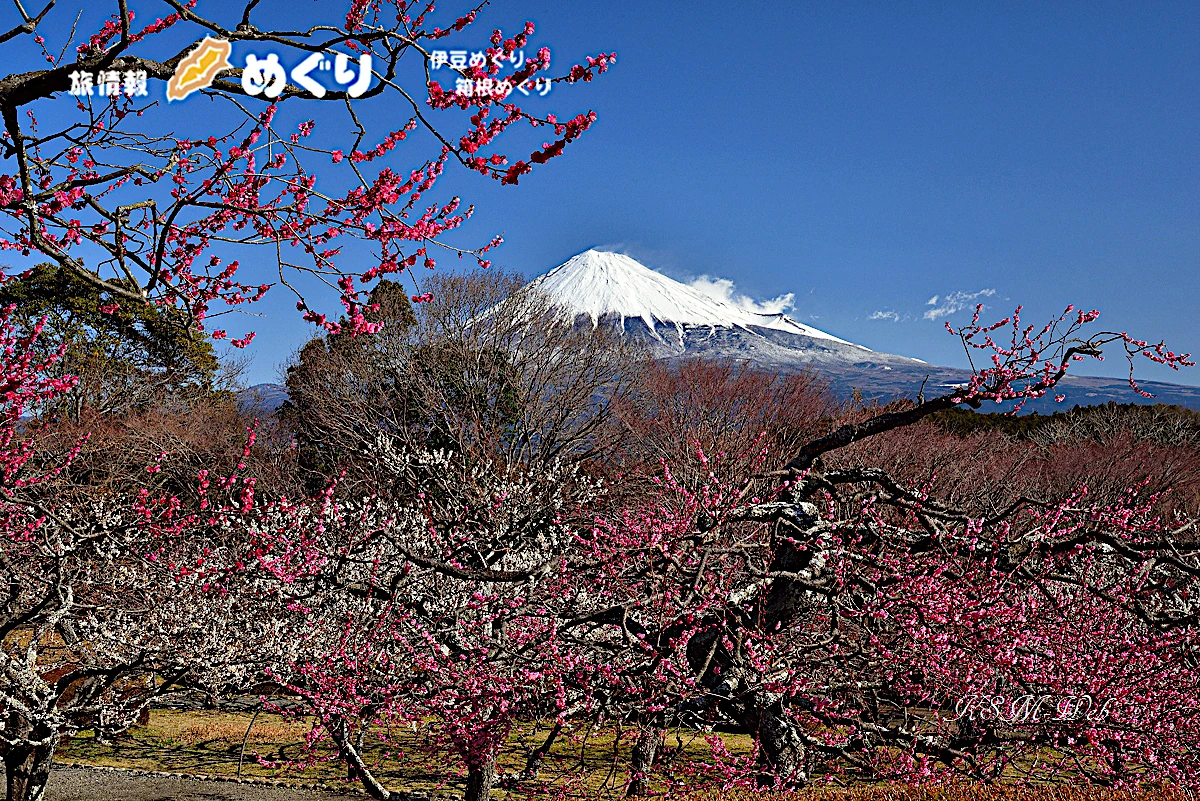 岩本山の梅と富士山―２