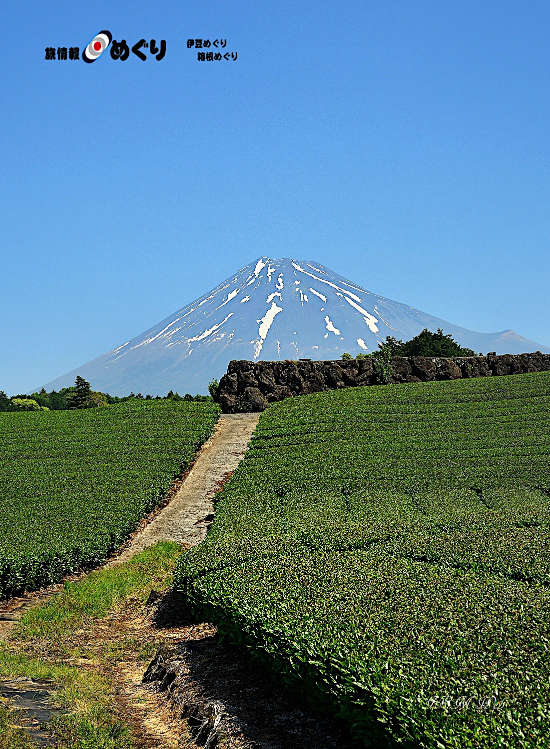 富士市今宮の茶畑から見た富士山の写真