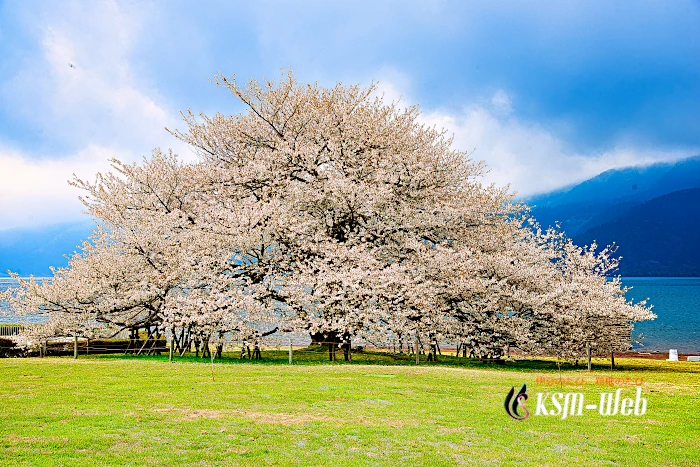 箱根園湖畔の一本桜