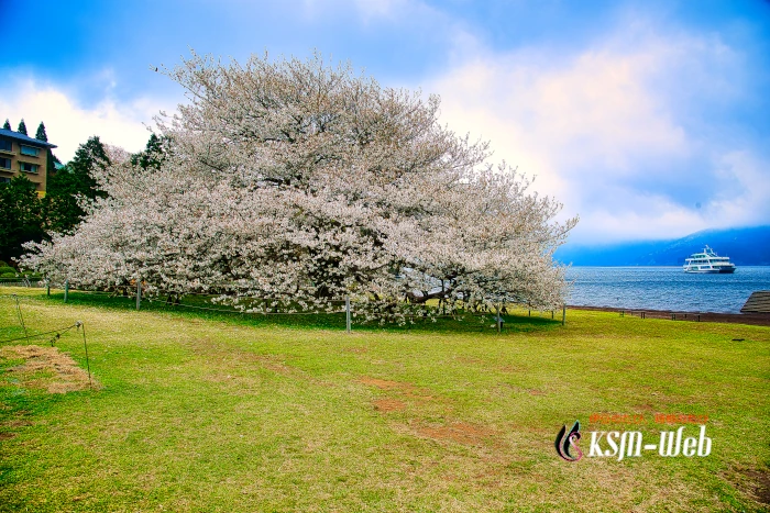 箱根園湖畔の一本桜