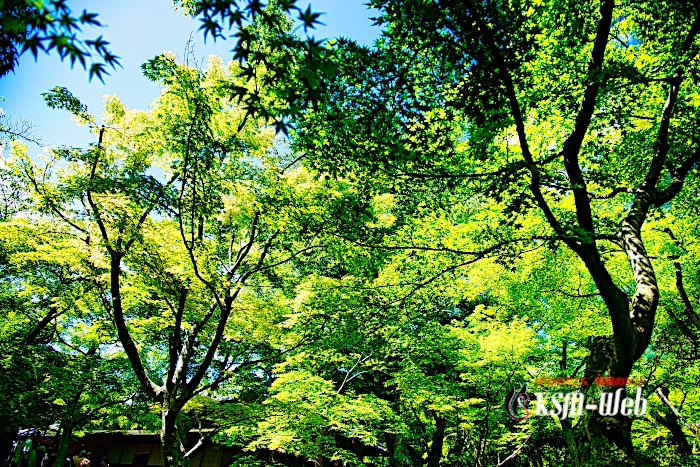 箱根美術館 苔庭