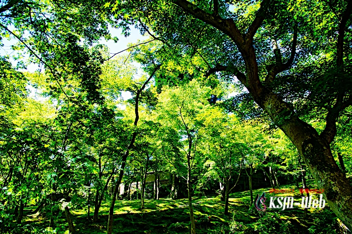 箱根美術館 苔庭