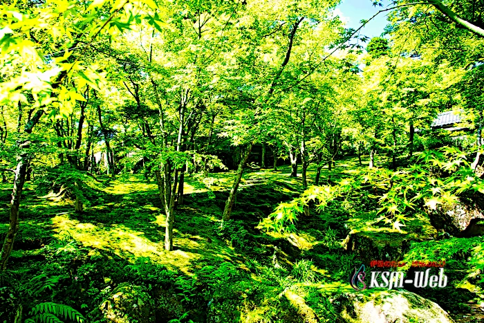 箱根美術館 苔庭