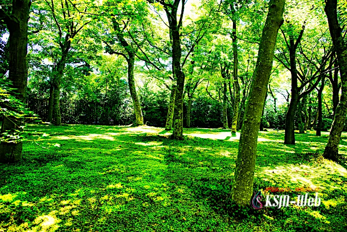 箱根美術館 苔庭