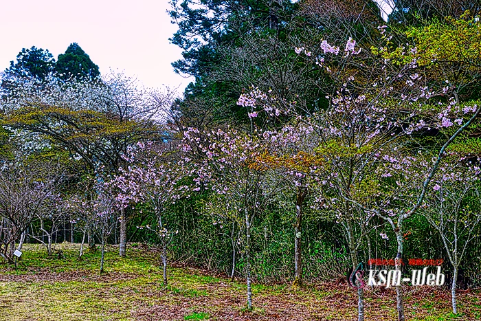 箱根やすらぎの森