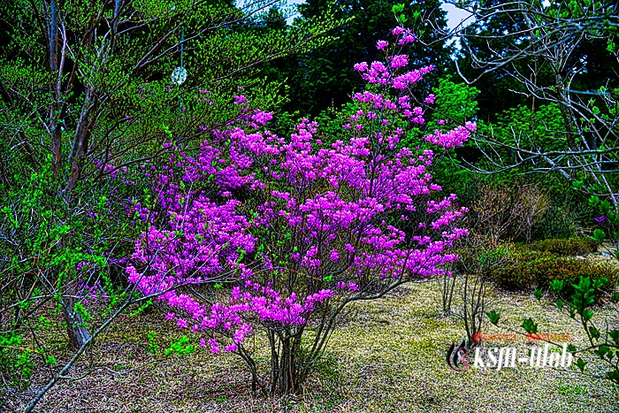 箱根やすらぎの森