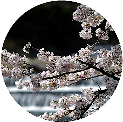 宮城野早川堤の桜並木の写真