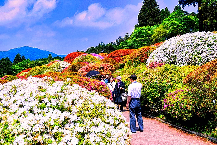 小田急 山のホテルツツジ・シャクナゲフェアーのツツジ庭園