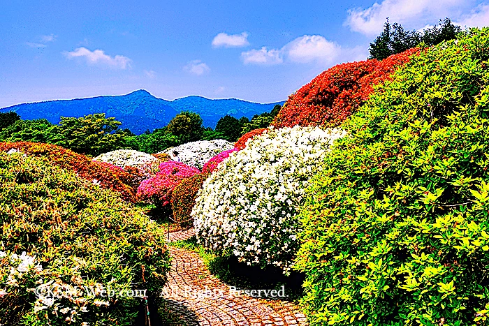 小田急 山のホテルツツジ・シャクナゲフェアーのツツジ庭園