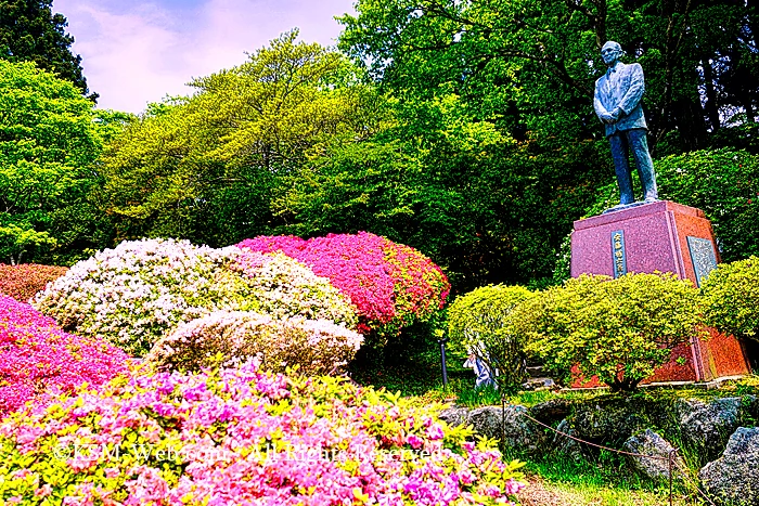 小田急 山のホテルツツジ・シャクナゲフェアーのツツジ庭園