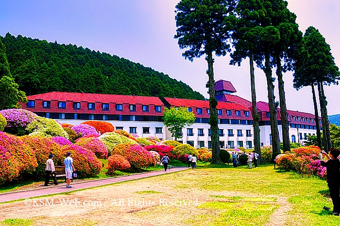 小田急 山のホテルツツジ・シャクナゲフェアーツツジ庭園