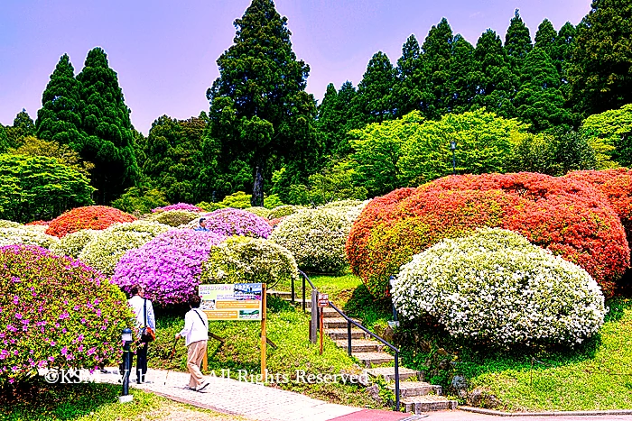 小田急 山のホテルツツジ・シャクナゲフェアーツツジ庭園