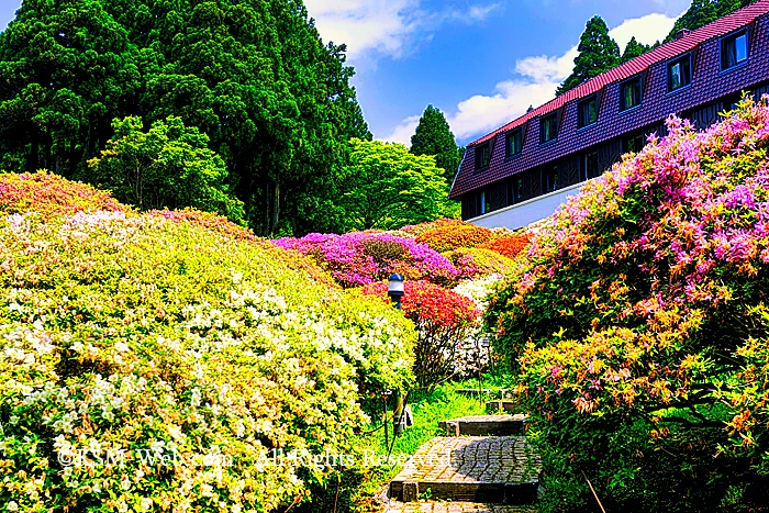 小田急 山のホテルツツジ・シャクナゲフェアーのツツジ庭園