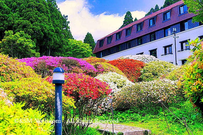 小田急 山のホテルツツジ・シャクナゲフェアーのツツジ庭園