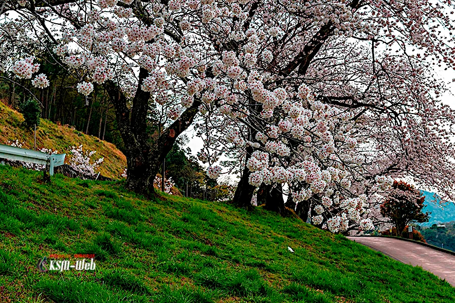 狩野川さくら公園桜の写真