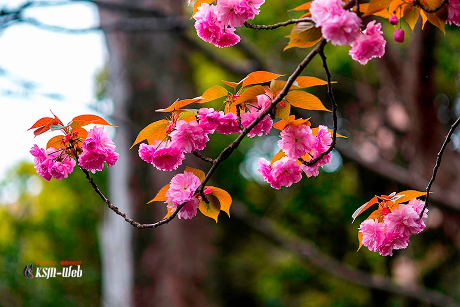 三嶋大社八重桜の写真