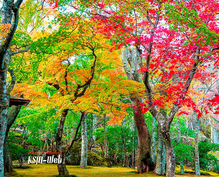 箱根美術館の紅葉