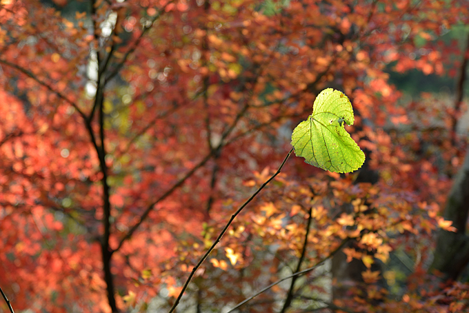 滑沢渓谷の紅葉
