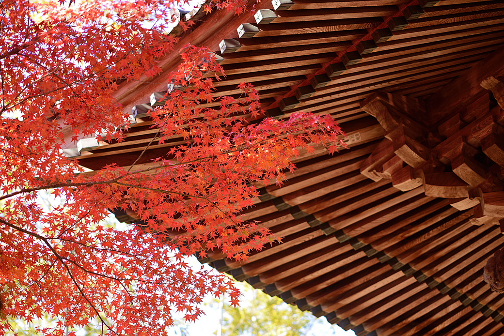 修善寺温泉の紅葉
