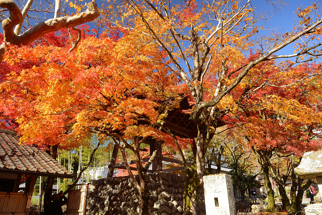 修善寺温泉の紅葉